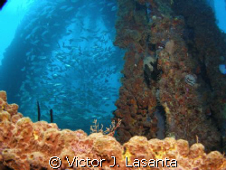  school of bonefish at crash boat dive site in aguadilla.... by Victor J. Lasanta 